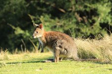 Red-necked Pademelon au 2.jpg