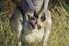 Whiptail Wallaby au 3.jpg