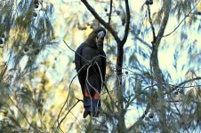 Glossy Black Cockatoo au 1.jpg