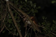 Common Ringtail Possum au 2.jpg