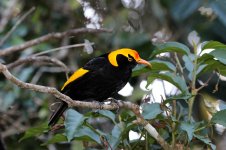 Regent Bowerbird au 1.jpg