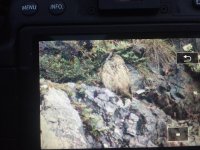 Eagle owl on guard.jpg