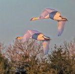 Swans In Flight At Sunrise_P1080674BF.jpg