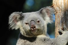 Koala au 2.jpg