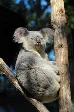 Koala au 3.jpg