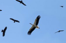 White Stork is 1.jpg