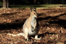 Red-necked Wallaby au 3.jpg