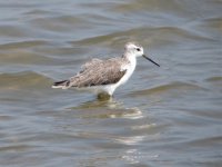 Marsh Sandpiper.jpg