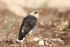 Vinous-breasted Starling is 1.jpg