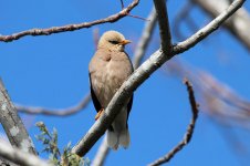 Vinous-breasted Starling is 3.jpg