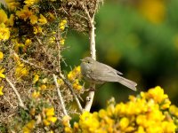 Willow Warbler SCO 1618.JPG