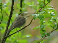 Willow Warbler SCO 1851.JPG