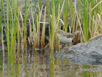 Willow Warbler SCO 1988.JPG