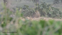 2019.01.03 Stone Curlew.JPG