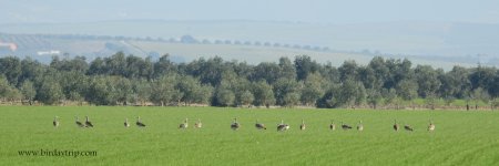 2019.01.03 Great Bustards.JPG