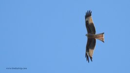 2019.01.03 Red Kite.JPG