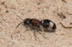 Velvet Ant Mutilla marginata.jpg