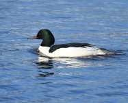 Goosander_Girdle Ness_240319a.jpg