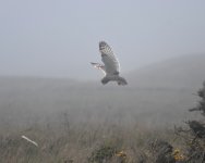 Short-eared Owl_Girdle Ness_280419a.jpg