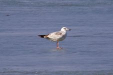 Black-Tailed Gull.jpg