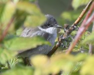 Lesser Whitethroat_Girdle Ness_280419a.jpg