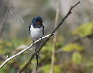 Swallow_Girdle Ness_280419a.jpg