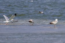 Vega Gull (r.) & Black-Tailed Gull.jpg