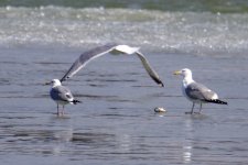 Vega Gull (1).jpg