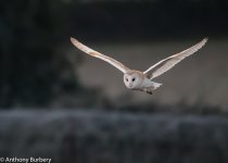 Barn Owl-2206.jpg