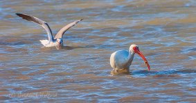 White Ibis With A Catch_39374.jpg