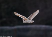 Barn Owl-2215.jpg