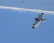 SE Owl_Girdle Ness_020219a.jpg