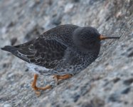 Purple Sandpiper_Girdle Ness_020219a.jpg