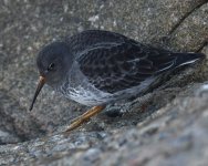 Purple Sandpiper_Girdle Ness_020219d.jpg