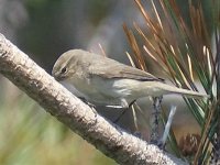 2018-05-21 13.17.29-Siberische chiffchaff-onbev.jpg