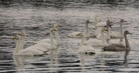 whoopers 1 006.jpg