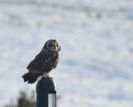 SE Owl_Girdle Ness_030219a.jpg