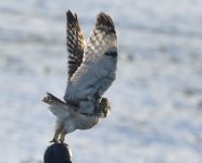 SE Owl_Girdle Ness_030219b.jpg