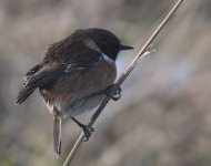 Stonechat_Girdle Ness_030219a.jpg