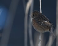 Stonechat_Girdle Ness_030219c.jpg