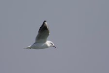 Black-Headed Gull.jpg