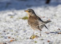 fieldfare1.jpg