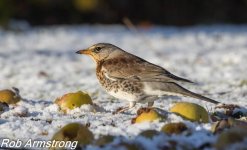 fieldfare2.jpg