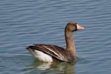 Greater White-Fronted Goose.jpg