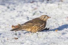 mistle thrush.jpg