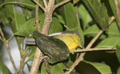 ID Help Monteverde Cloud Forest Preserve 3-19 (1).jpg