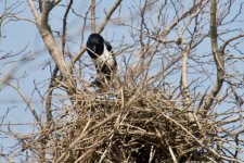 Oriental Magpie building nest.jpg