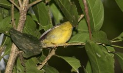 ID Help Monteverde Cloud Forest Preserve 3-19 (2).jpg