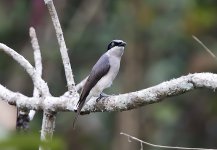 Malabar Woodshrike.jpg