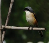 DSC04217 Long-tailed Shrike @ KFBG.jpg